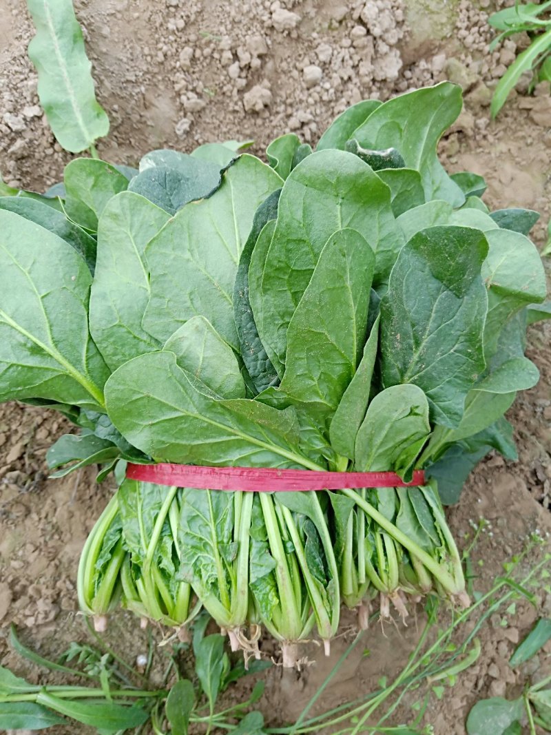 精品菠菜，大量现货，欢迎选购，欢迎订购，质量很好，价格便