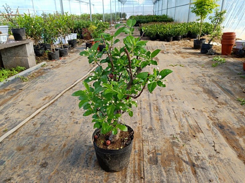 冬红果海棠可观花又可观果根茎4厘米粗29元包邮