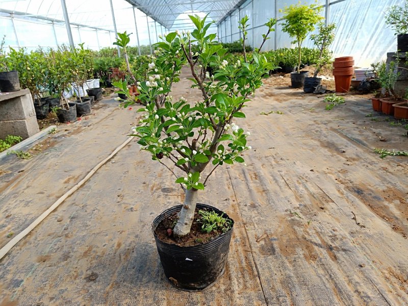 冬红果海棠可观花又可观果根茎4厘米粗29元包邮