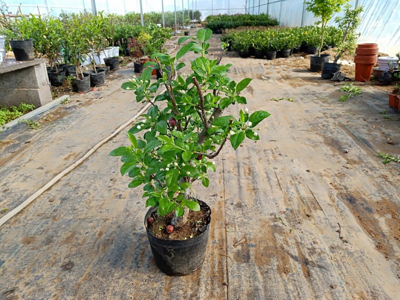 冬红果海棠可观花又可观果根茎4厘米粗29元包邮