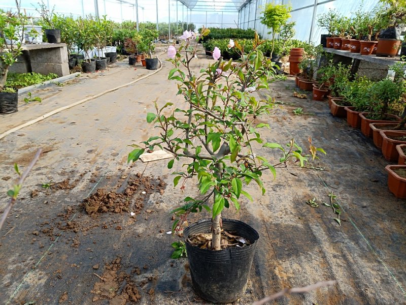 冬红果海棠可观花又可观果根茎4厘米粗29元包邮