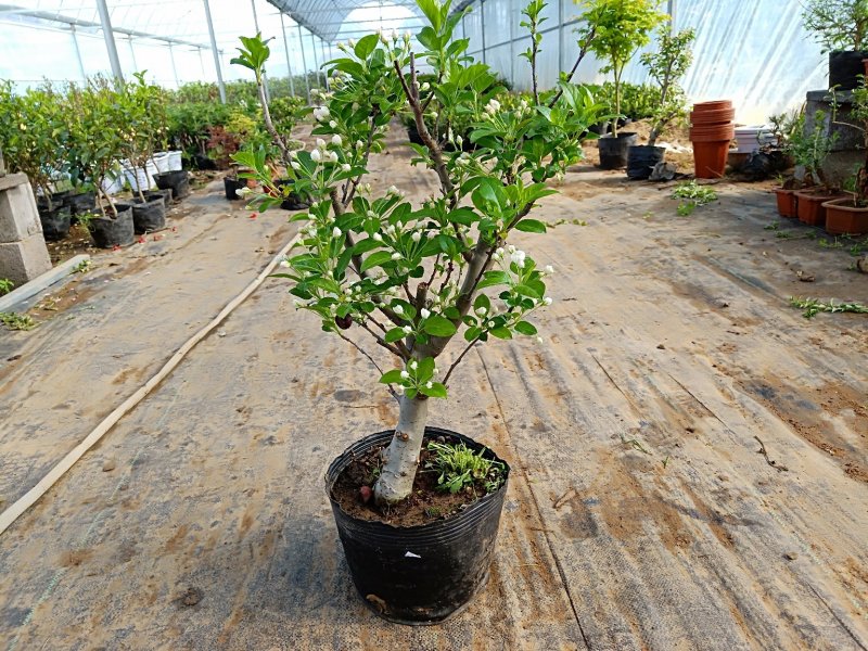 冬红果海棠可观花又可观果根茎4厘米粗29元包邮