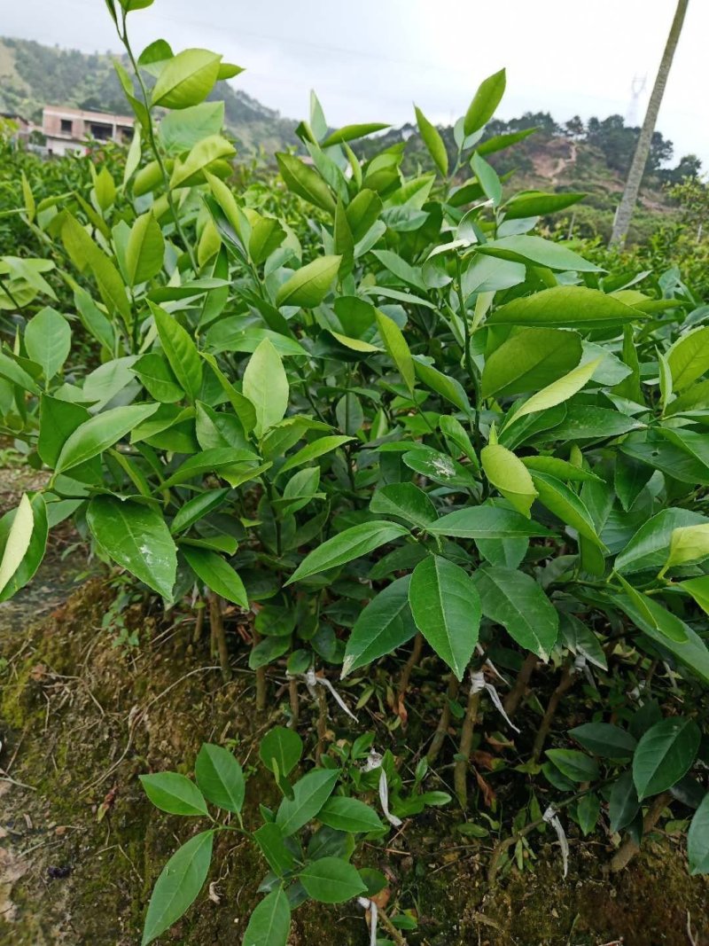 香水柠檬北京柠檬青柠檬苗尤力克