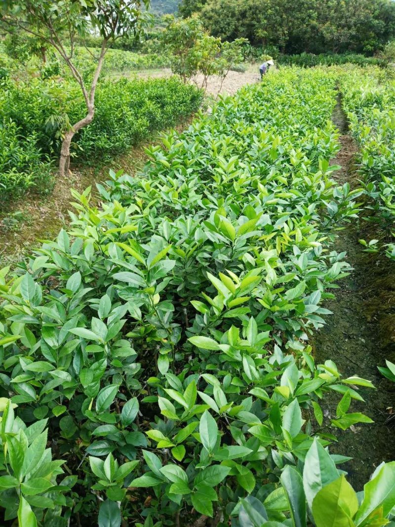 香水柠檬北京柠檬青柠檬苗尤力克