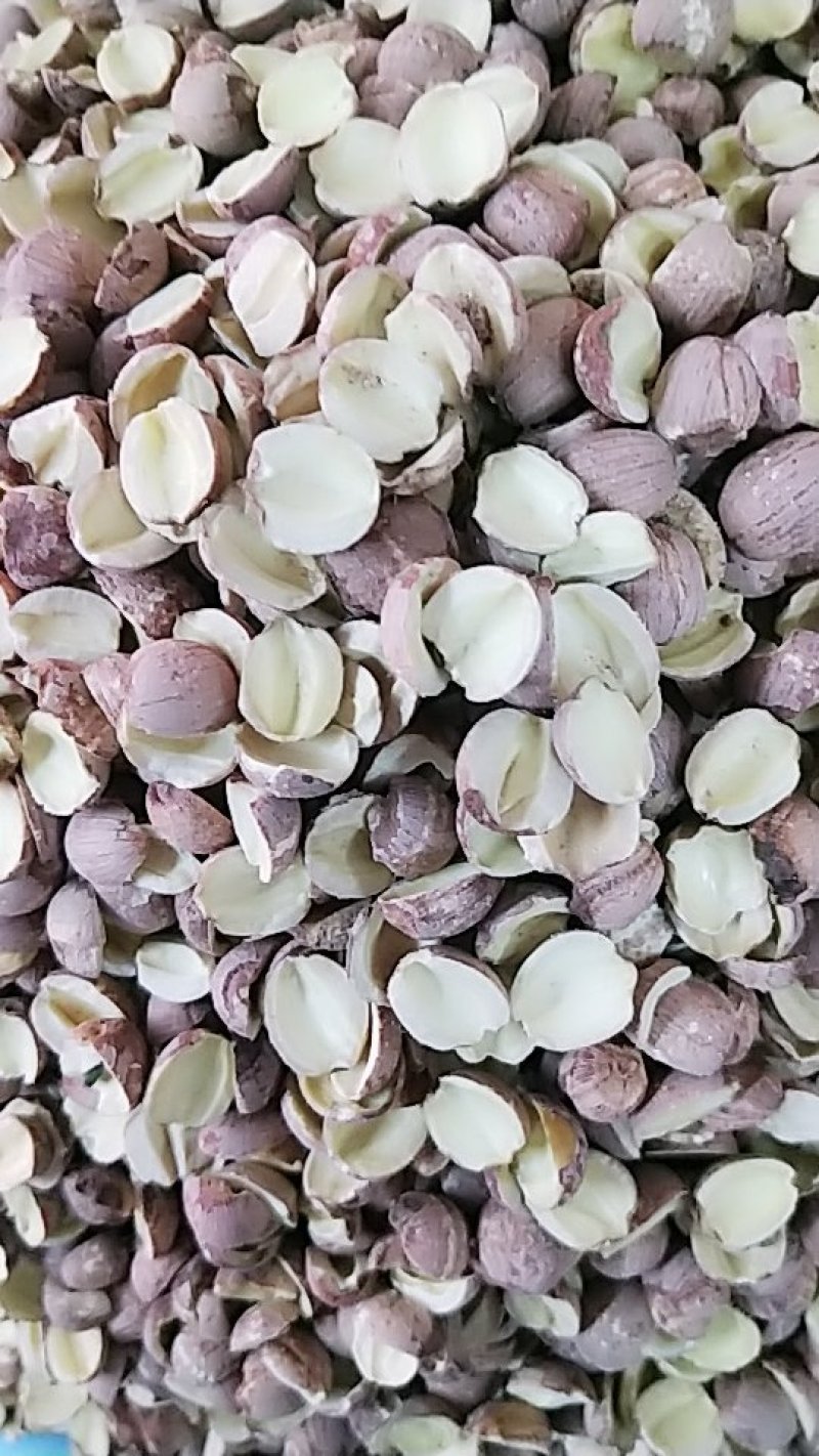 湖南湘莲子开边质量可以
