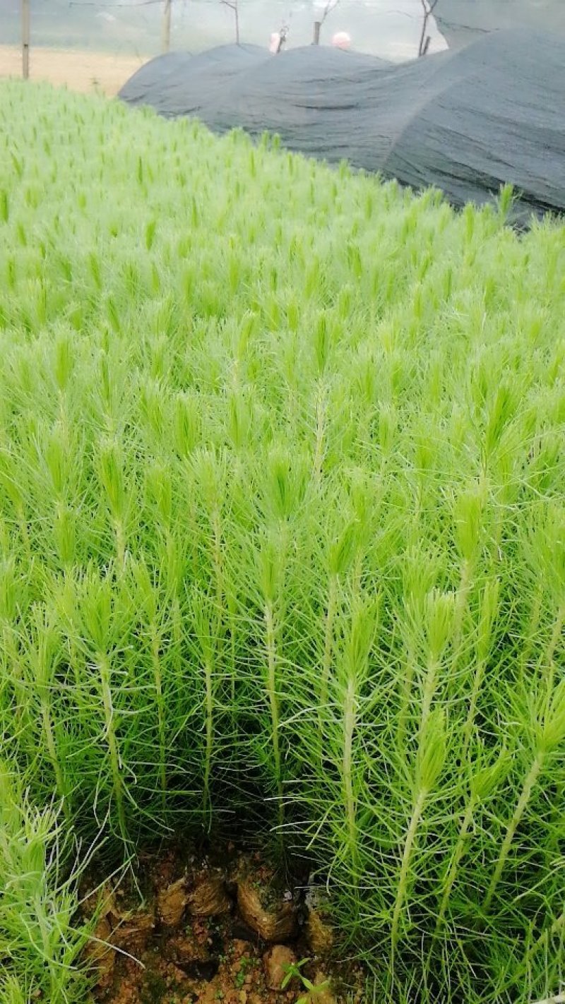 湿地松苗松树苗营养杯苗割油木材盆景