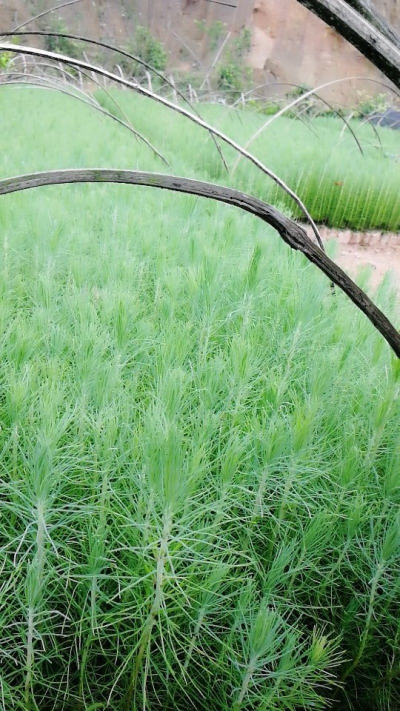 湿地松苗松树苗营养杯苗割油木材盆景