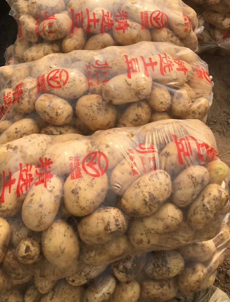 本地新土豆开始上市中