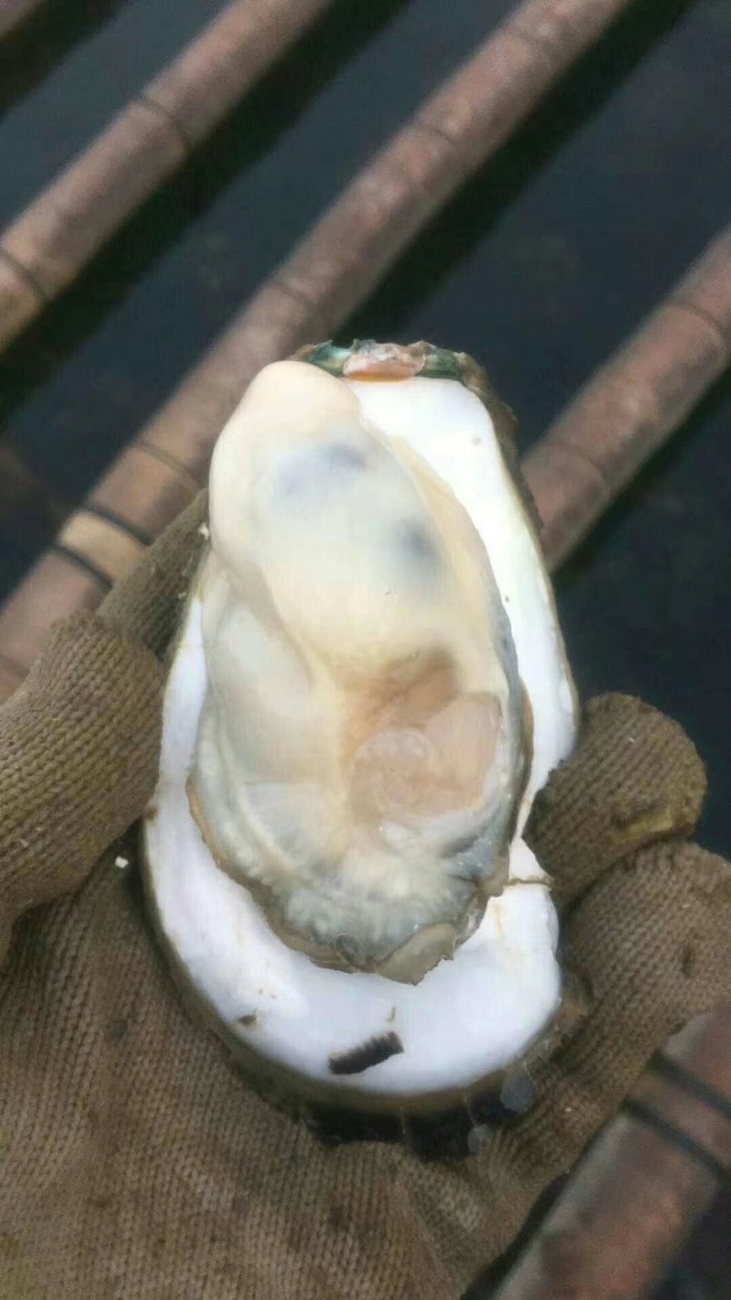 生蚝便宜批发，大量有货。！！！！！！！！！