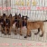 出售:马犬幼犬，包健康，包纯种，全国发货