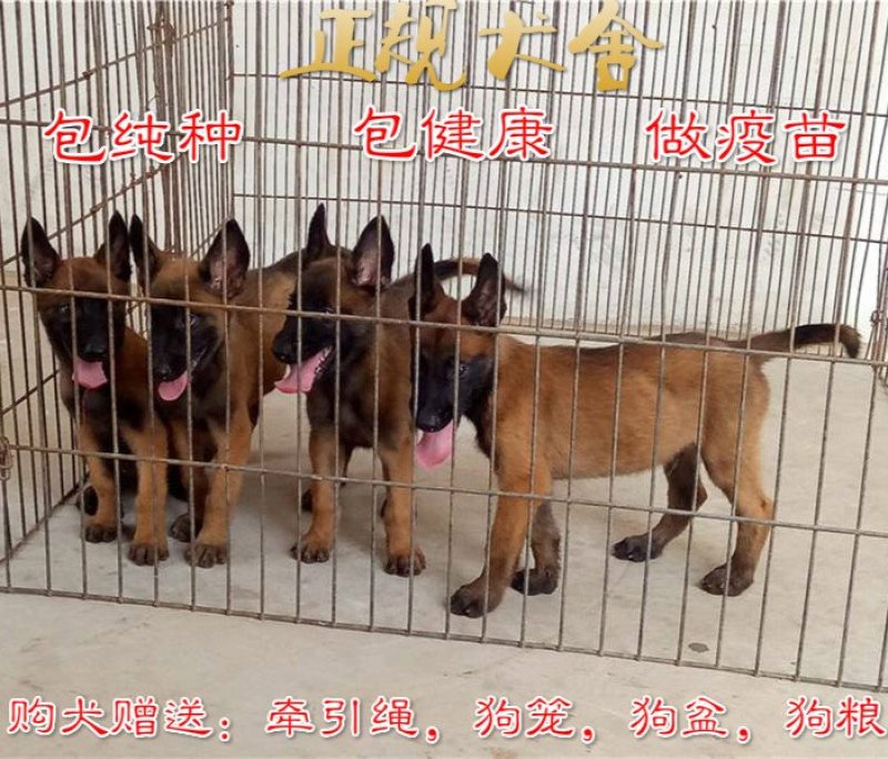 出售:马犬幼犬，包健康，包纯种，全国发货
