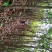 原野山林收获的上等桂皮