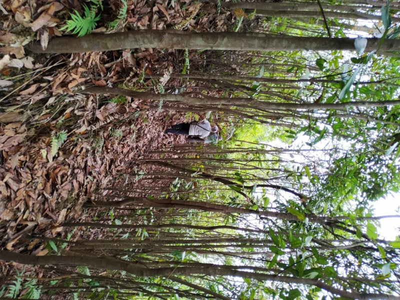 原野山林收获的上等桂皮
