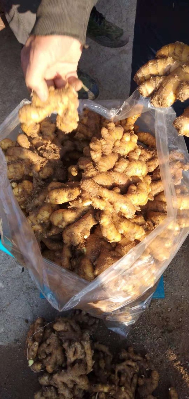 泗水县优质小黄姜大量出售中…………………