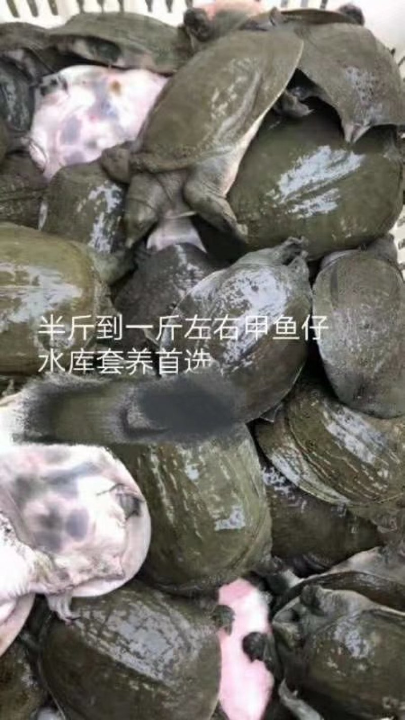 鳖