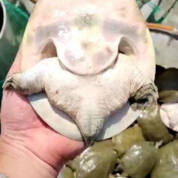 鳖