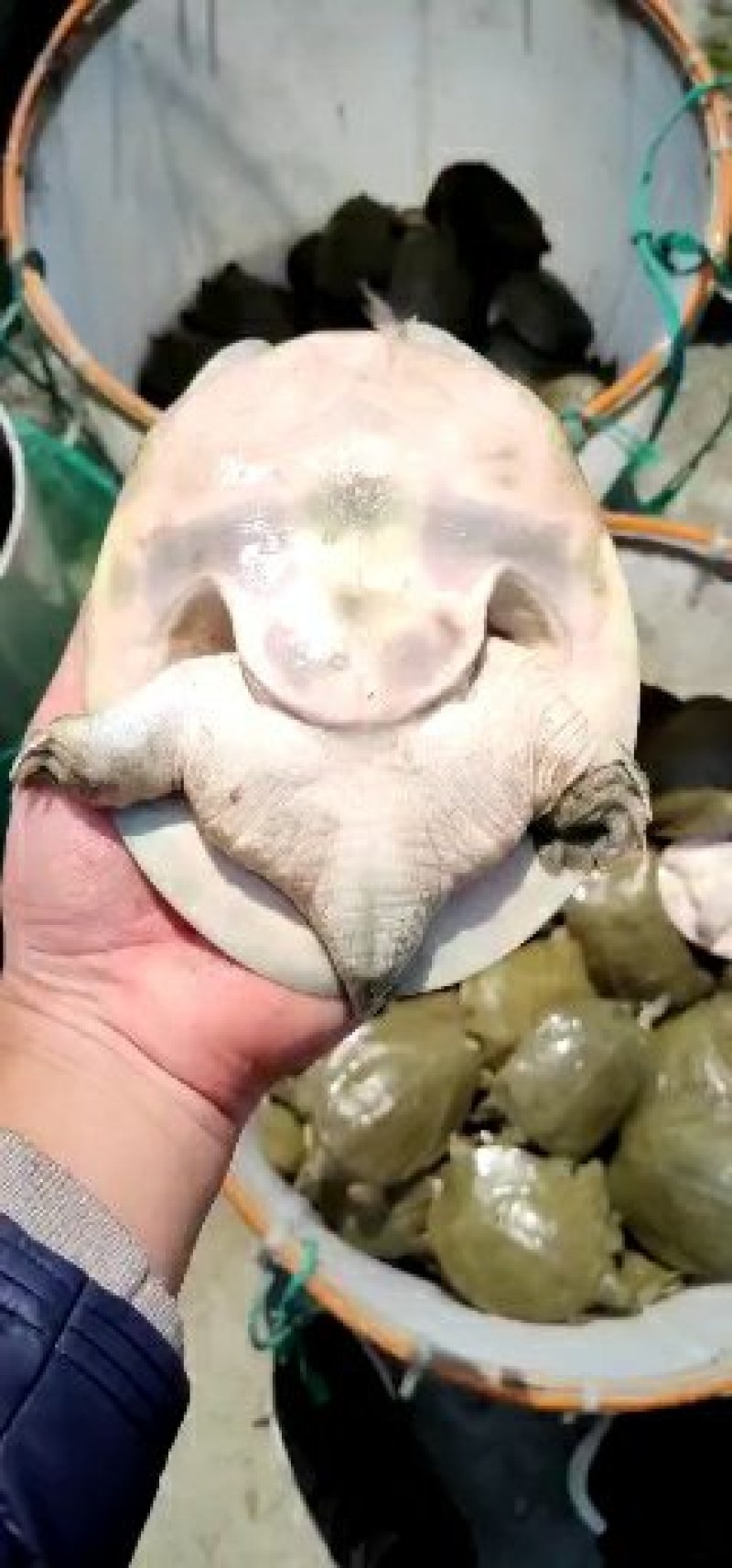 鳖