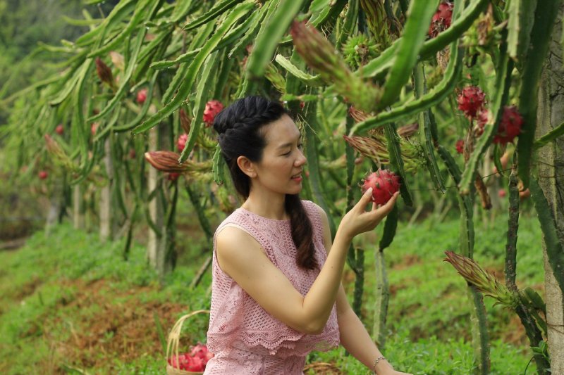 红心火龙果苗当年种植当年结果长苗红水晶采摘园火龙果苗超甜