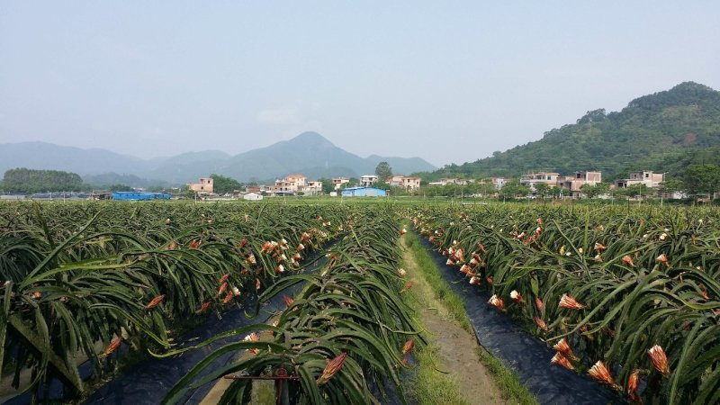 红心火龙果苗当年种植当年结果长苗红水晶采摘园火龙果苗超甜