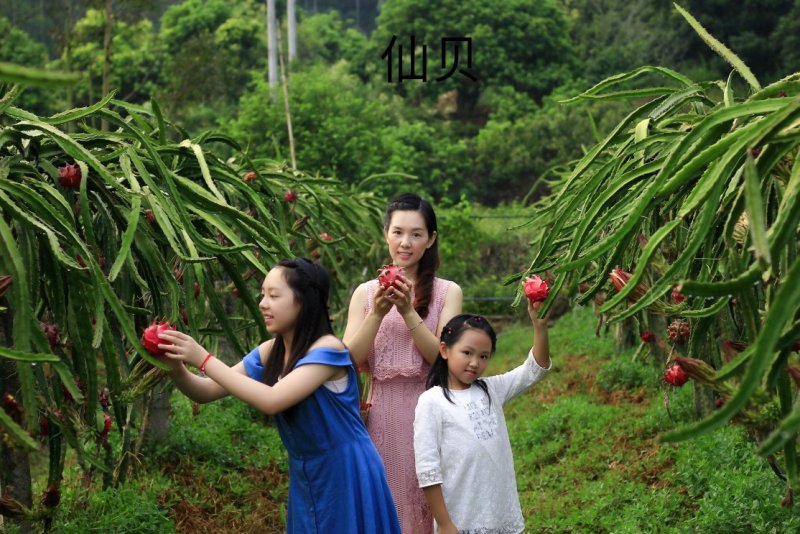 红心火龙果苗当年种植当年结果长苗红水晶采摘园火龙果苗超甜