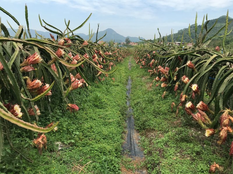 红心火龙果苗当年种植当年结果长苗红水晶采摘园火龙果苗超甜