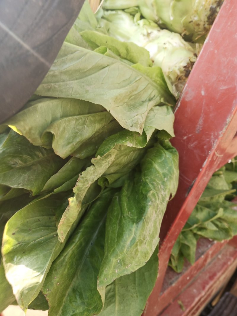 青笋现货2斤以上青叶白青皮老刘瓜果蔬菜代办