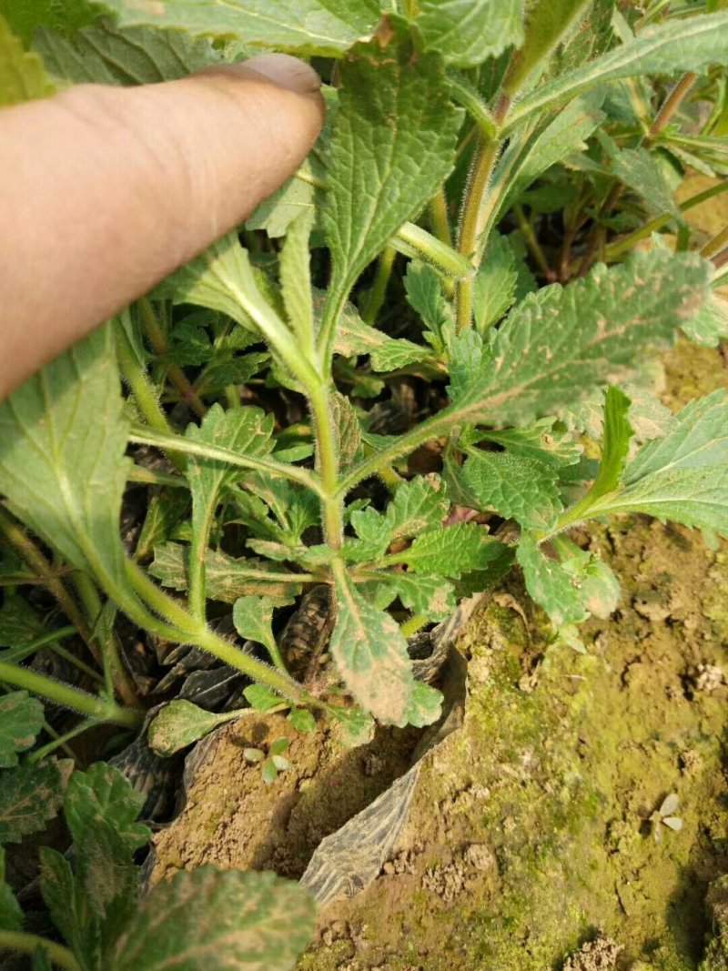 马鞭草