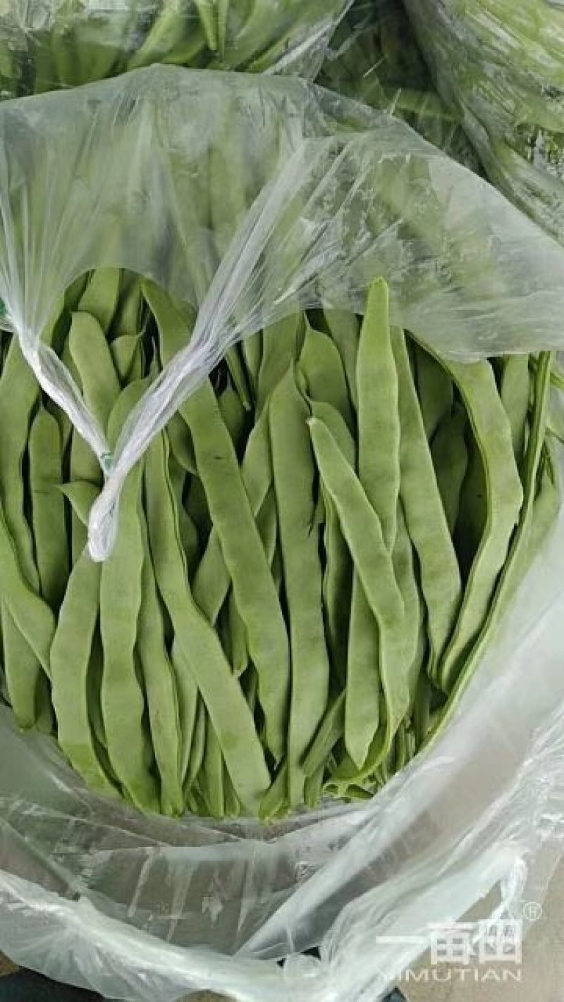 扁豆新鲜下市