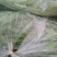 扁豆新鲜下市