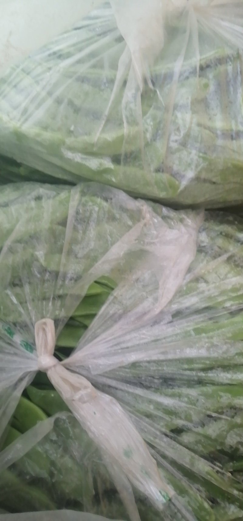扁豆新鲜下市