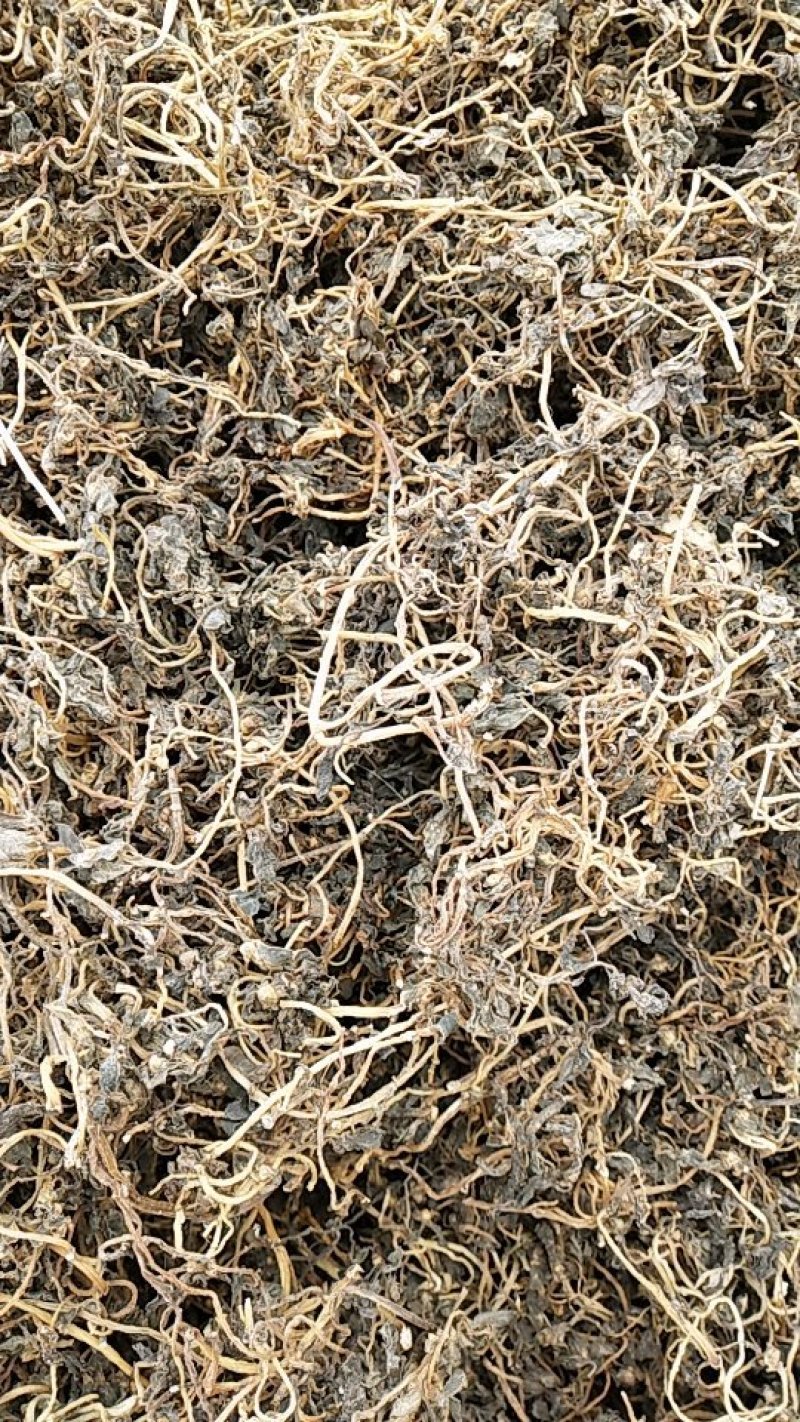 马齿苋干品，欢迎釆购