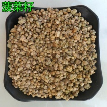 菠菜籽菠菜子药用无硫净货批发零售中药材