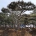松树、造型松、景观松