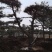松树、造型松、景观松