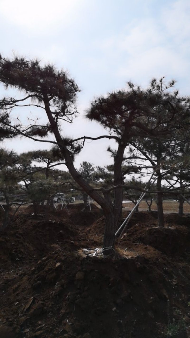松树、造型松、景观松