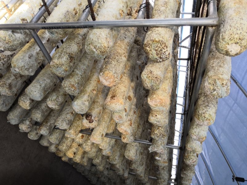 香菇大棚双层食用菌大棚蘑菇大棚造价
