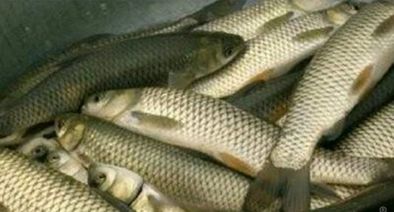 草鱼