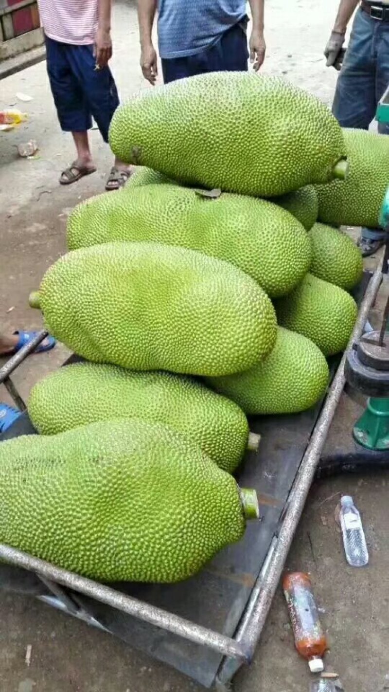 海南菠萝蜜