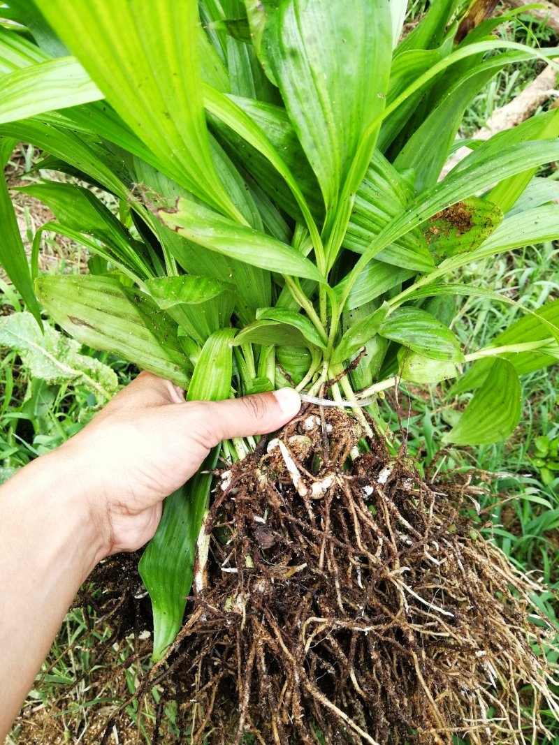 白芨苗