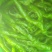 陇椒﹥20厘米瑞克斯旺