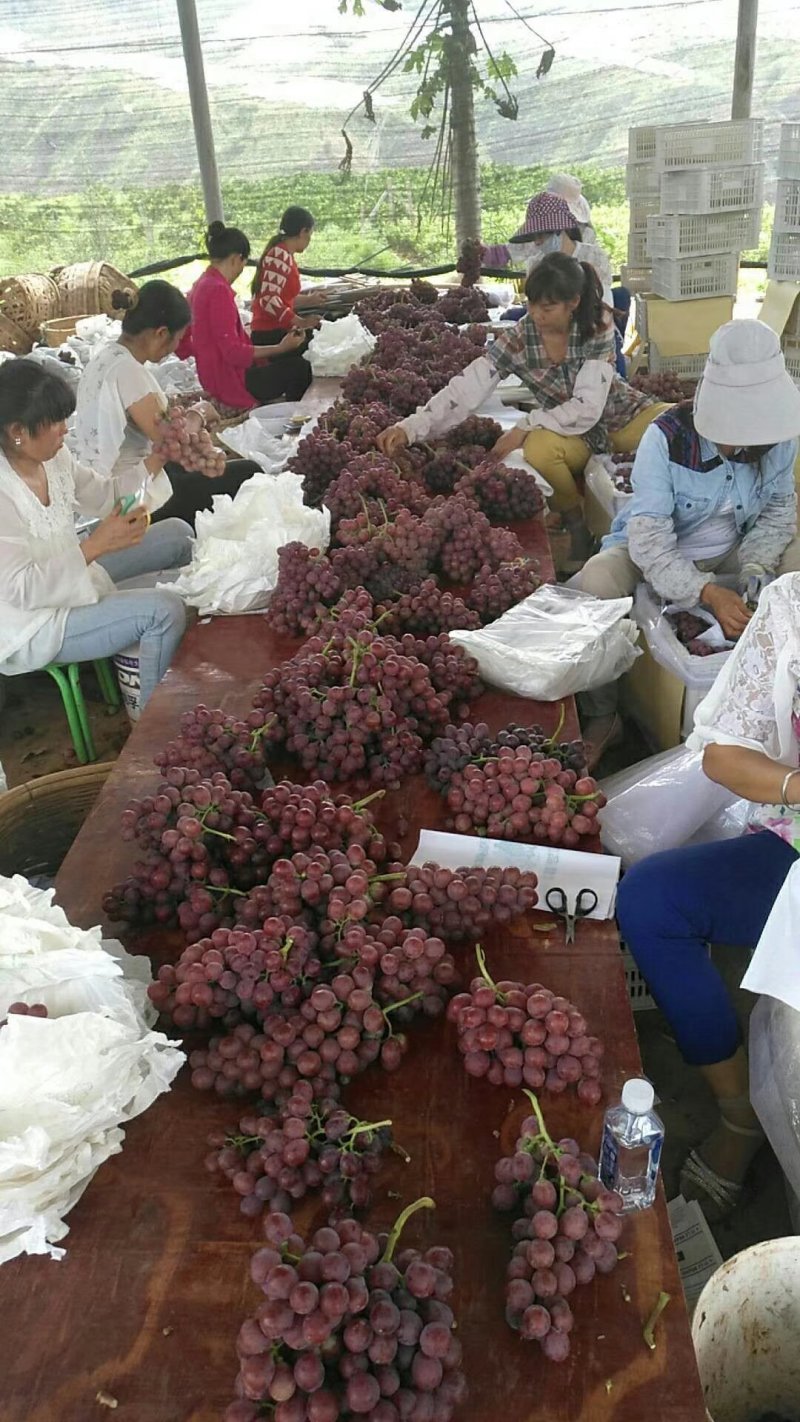 红提葡萄4月底上市，欢迎看货