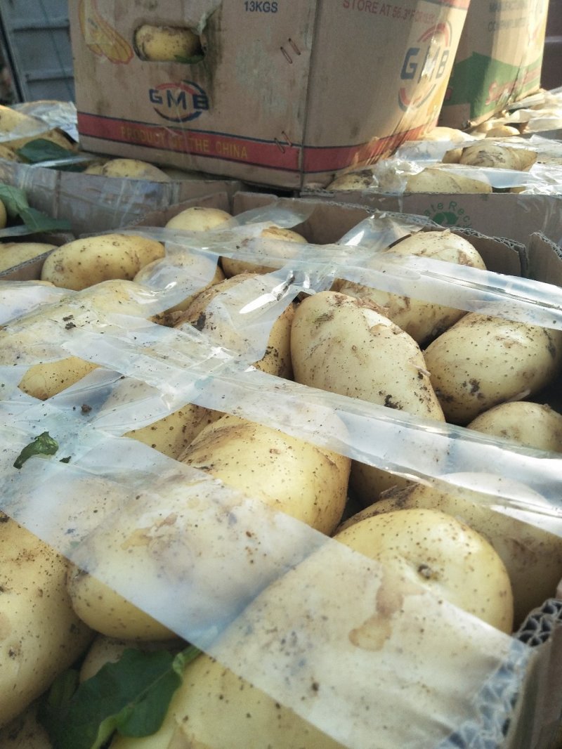 新土豆大棚的五一前后量大