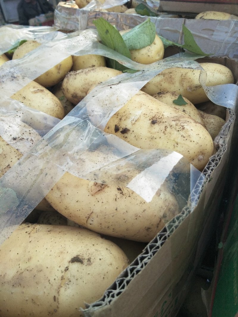 新土豆大棚的五一前后量大