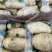 新土豆大棚的五一前后量大