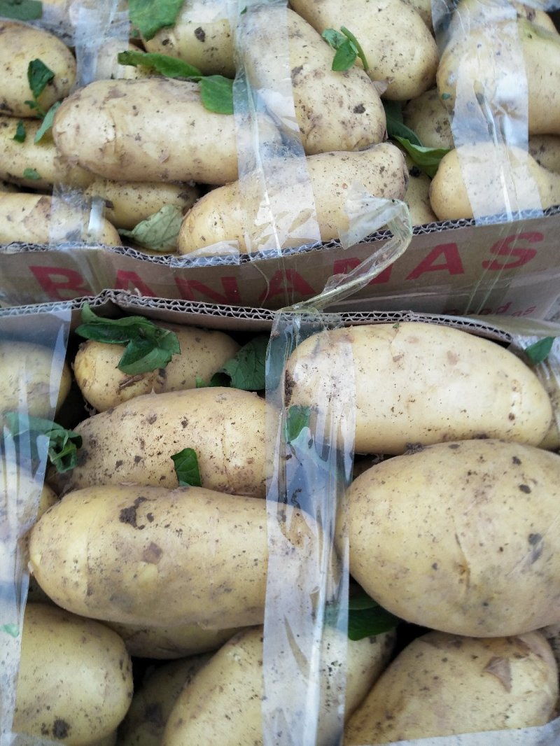 新土豆大棚的五一前后量大