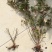 月季花苗绿化工程用苗四季玫瑰花苗分花月季花苗