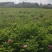 月季花苗绿化工程用苗四季玫瑰花苗分花月季花苗
