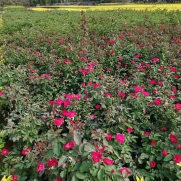 月季花苗绿化工程用苗四季玫瑰花苗分花月季花苗