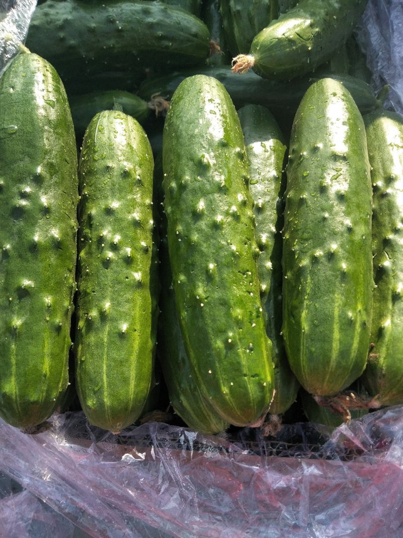 黄瓜