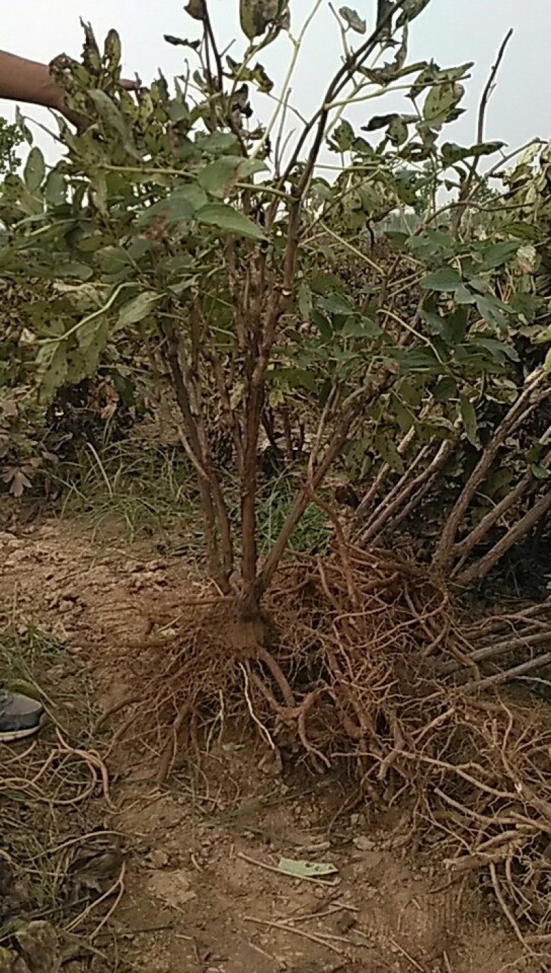 菏泽精品观赏牡丹自家基地种植